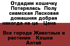 Отдадим кошечку.Потерялась. Полу сиамская.Ласковая,домашняя,добрая,никогда не ца › Цена ­ 1 - Все города Животные и растения » Кошки   . Алтай респ.